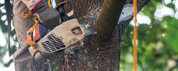 Trusted Chilton, WI Tree Removal Services Experts