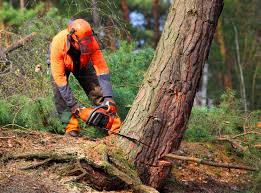 How Our Tree Care Process Works  in  Chilton, WI